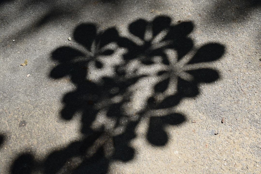 beginner shadow art creation