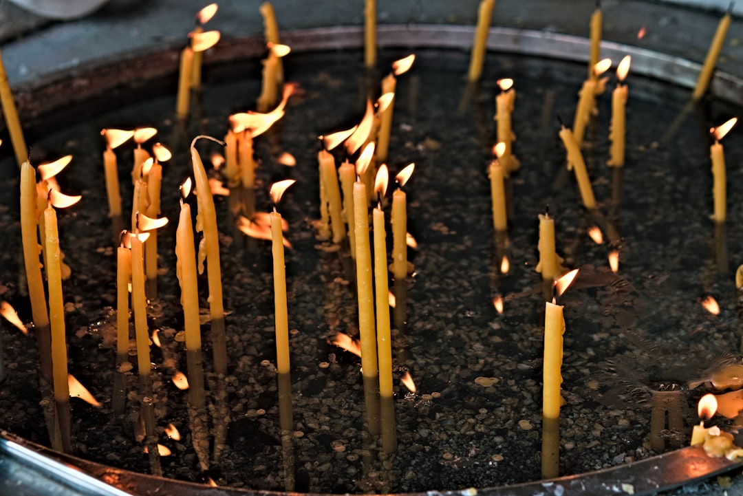 garden seedlings close up