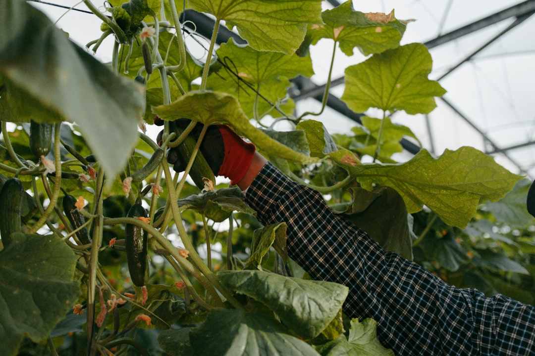 greenhouse growing vegetables